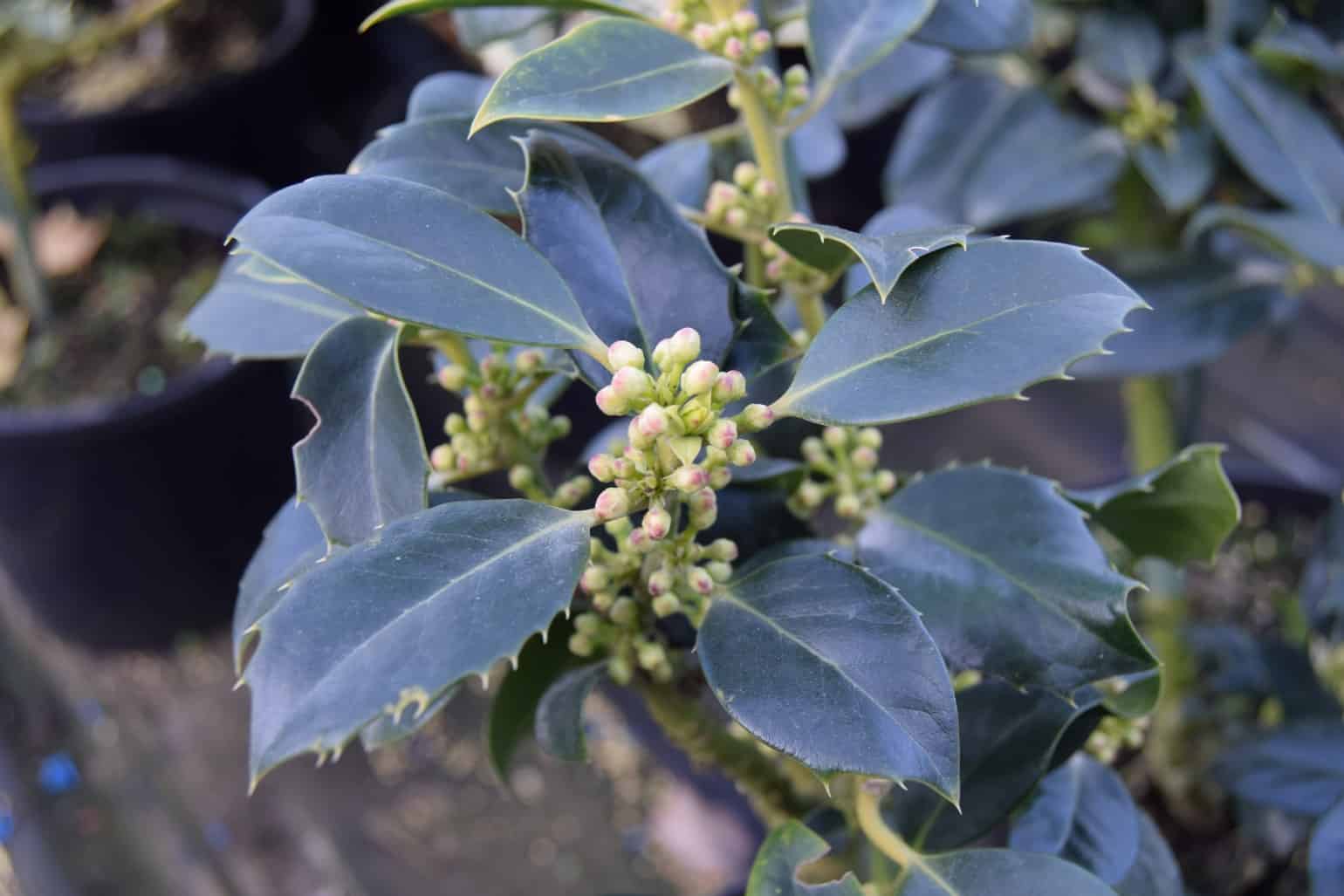 Ilex aquifolium 'JC van Tol' !! SPECIAL OFFER !!